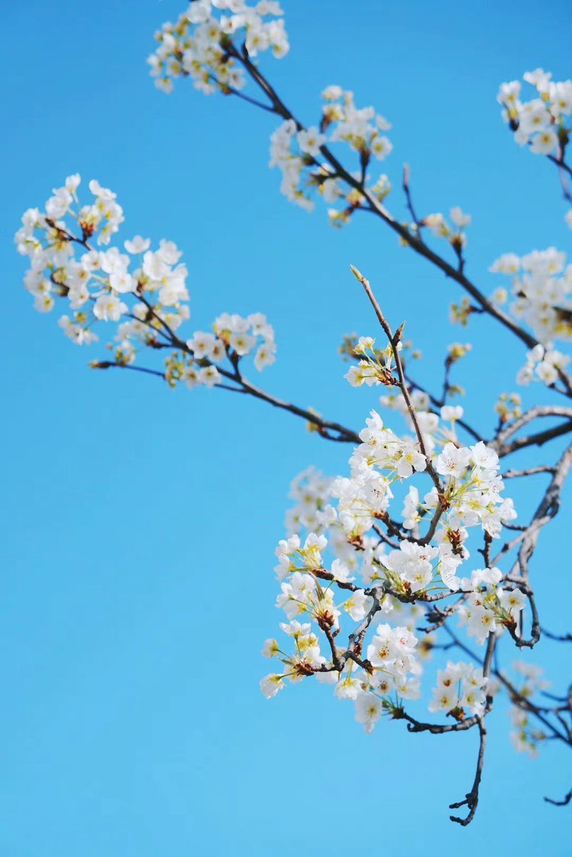 Pear blossom season, are you in love?