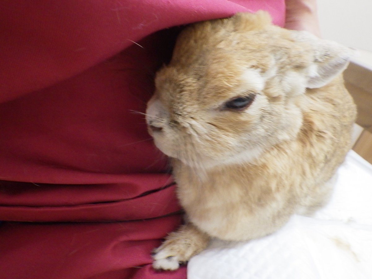 RabbitsAC's tweet photo. 開業当初から診ている子達が13~14歳齢を超えてきております。ラビッツが開院した2014年にコラムに書いたこの子も13歳にして元気に走り回っております。https://t.co/mLR8gmAxIH https://t.co/v21ev7rNtb