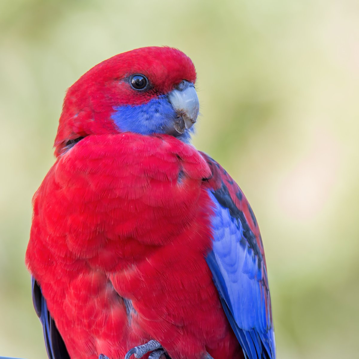 c_mperman's tweet photo. #Canberrawalks today was a brief stroll at Lake Gininderra for bird photography, Autumn colours, Fairy Wrens and an Australian Darter. And a Crimson Rosella to welcome me home. @CraigAllenCBR @KMRiethmiller @GbhvfRon https://t.co/FCHrCAIxdN