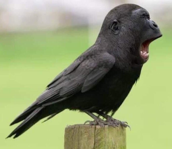 🇳🇬CHIEF IKEMEFUNA🇿🇦 tweet media