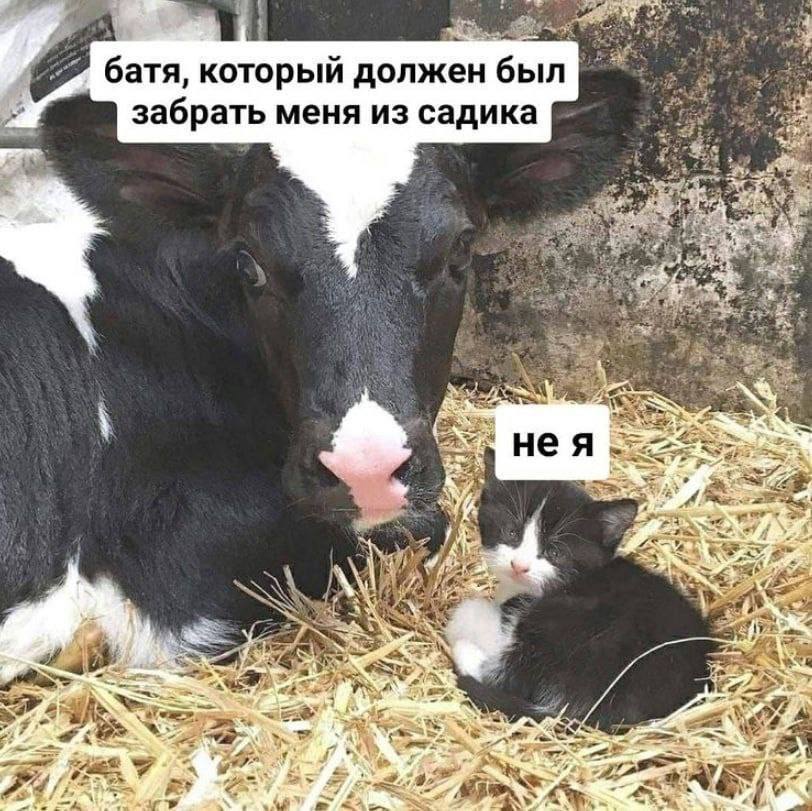 ssmoiseev's tweet photo. Сиим утром люто взоржал с данного визуального произведения искусства. https://t.co/7qyNmAE3g7