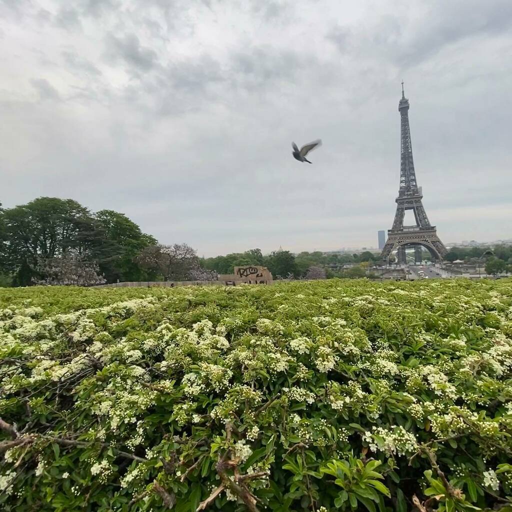 NakulMPande's tweet photo. Setting a 6am alarm on holiday? Utterly worth it to have le Tour almost to ourselves. @lisastowaway has very good travel ideas. #tourdeiffel #jardinsdutrocadero #parisinthespring #oohlookbird https://t.co/vxOjYQlLFP https://t.co/6kjTrGeCfc