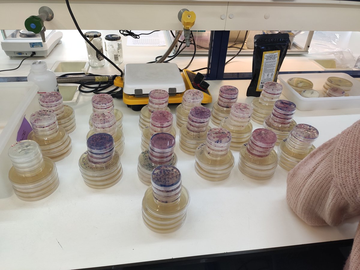 Busy week!! Lagoon project on track! Viruses, ARB, phages and microplastics #prometeo @GVAinnova