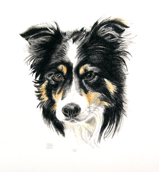 susandmcleod's tweet photo. Our friends with the Shetland sheep also had this wonderful Border Collie, ‘Jed’ - so intelligent, so obedient, so lively….  #bordercollies, #workingdogs #dogdrawing #sheepdog #artwork https://t.co/IzfsnQ1DDp