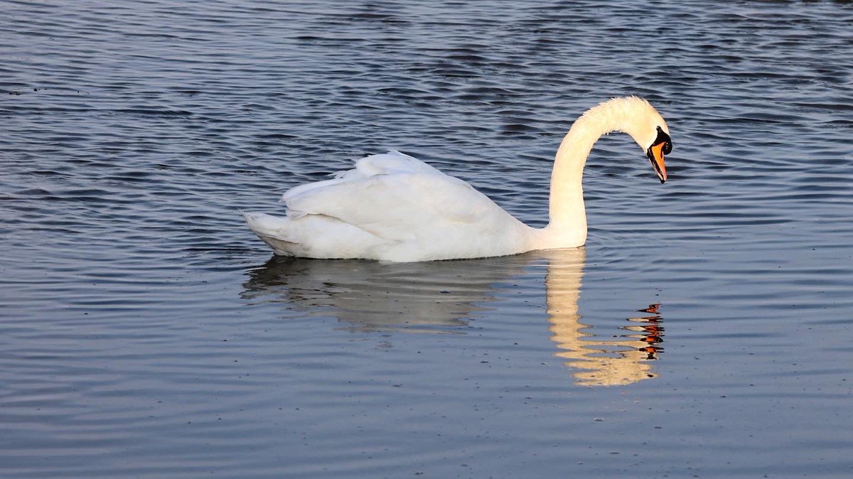 AnnBruen's tweet photo. Beautiful wild flora and fauna around the Baldoyle Estuary, Dublin
#baldoyleestuary #lovindublin #treemallow #europeancrabapple #tuftedduck #swanreflection https://t.co/PcQfMa91YQ