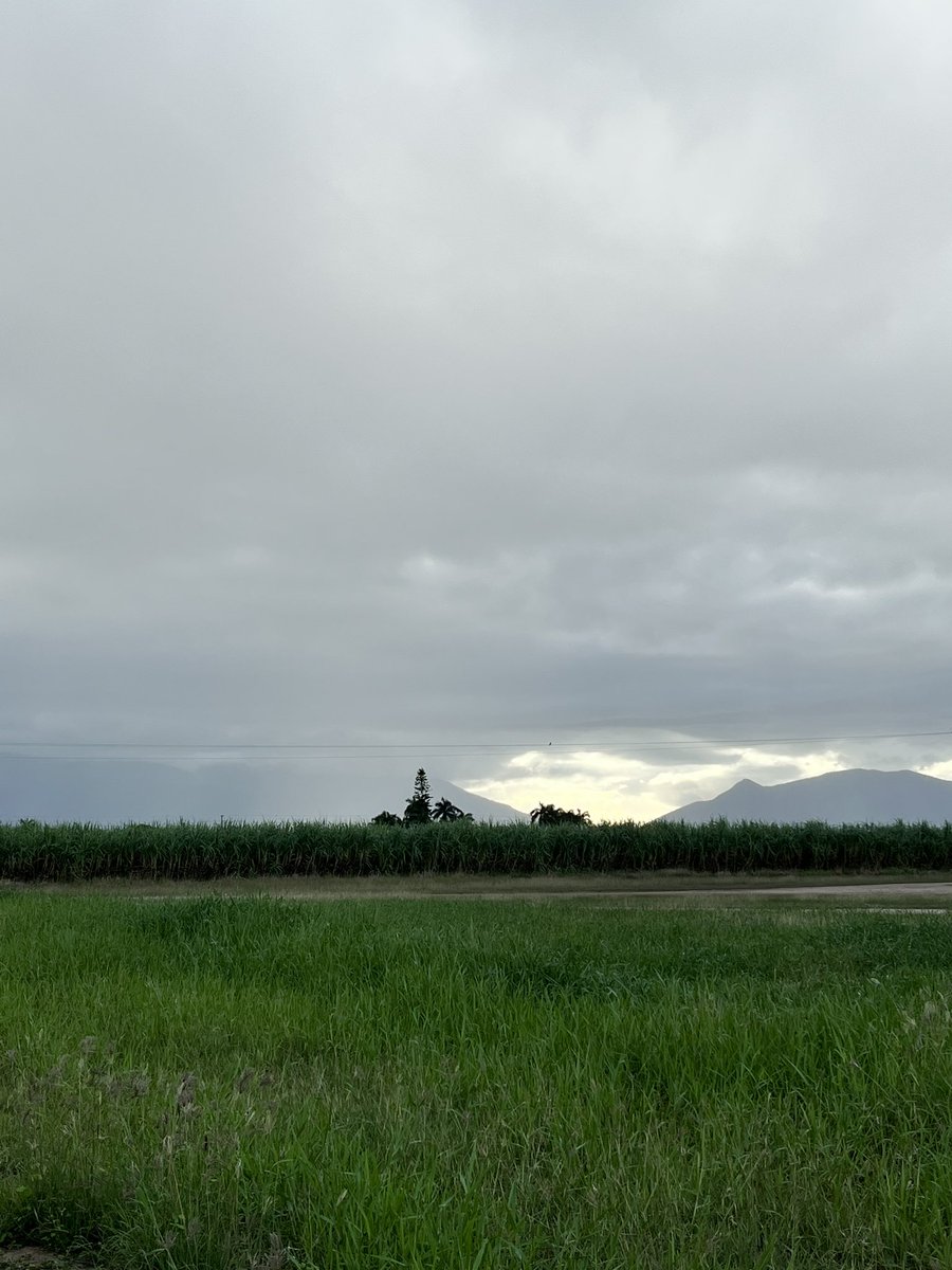 Happy long weekend folks #burdekincane #tropicalweather #longweekend #thefarmersfriend
