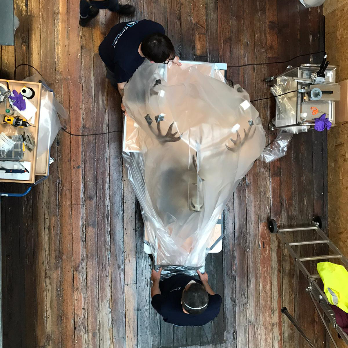 #FlashbackFriday to wrapping, protecting and safely transporting objects from the Dead Zoo back in 2020!