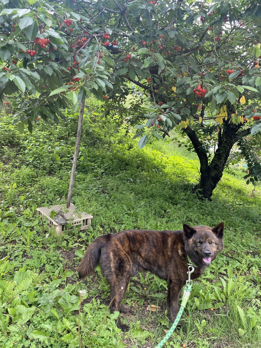 kuma3hima7's tweet photo. さくらんぼ農園生まれの🍒
愛犬サンジさん💚
そんなサンジは来月３日で９歳になります🎂

あと１ヶ月もしたら
さくらんぼも一番美味しくなるから
里帰りしないと🐕‍🦺
サンジのお母さん、妹も元気いっぱいだから親子の再会を❣️

画像は去年のです
サンジっていいとこで産まれ育ったでしょ！ https://t.co/QjrLEYYp42