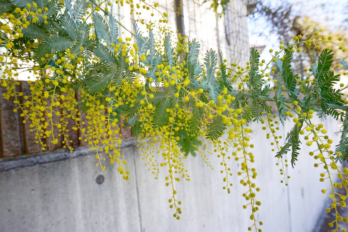 sonokichi3's tweet photo. ミモザが好きです
#ミモザ　#花　#植物 #可愛い #黄色い　#flower #plants #pretty https://t.co/e0klVOHu2U