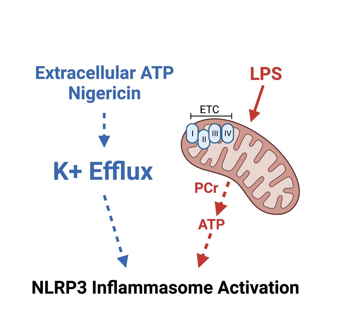 Amy Heimberger, MD (@heimbergeramy) on Twitter photo This study shows that electron transport chain generated ATP is shuttled into the cytoplasm triggering NLRP3 inflammasome activation - powerful implications for inflammation - congrats Navdeep, Peng and Jason! <a href="/Nature/">nature</a> <a href="/NeurosurgeryNM/">Neurosurgery at NM</a> <a href="/BrainTumorInst/">Malnati Brain Tumor Institute at Northwestern</a> from
nature.com/articles/s4159⦠This study shows that electron transport chain generated ATP is shuttled into the cytoplasm triggering NLRP3 inflammasome activation - powerful implications for inflammation - congrats Navdeep, Peng and Jason! <a href="/Nature/">nature</a> <a href="/NeurosurgeryNM/">Neurosurgery at NM</a> <a href="/BrainTumorInst/">Malnati Brain Tumor Institute at Northwestern</a> from
nature.com/articles/s4159ā¦