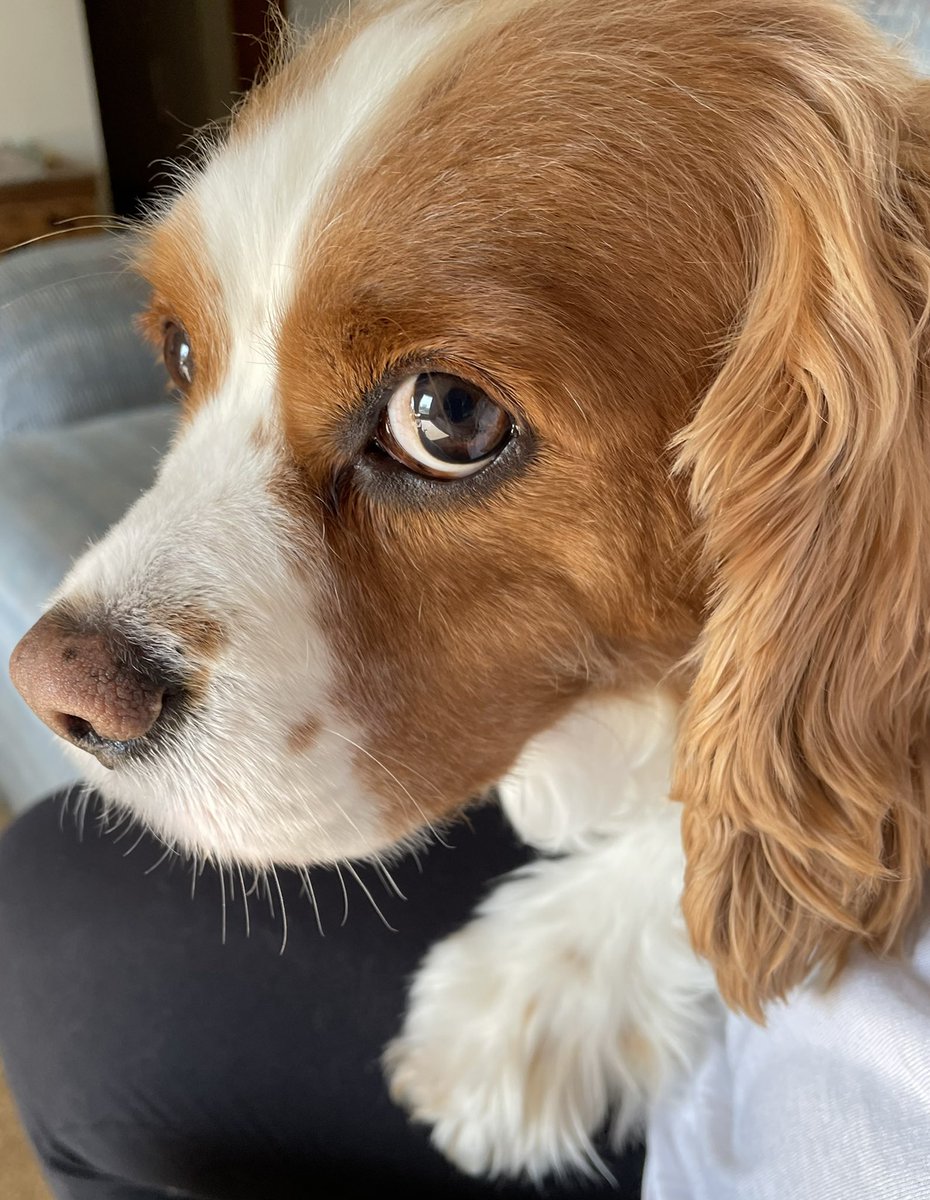 Precious Logan #cavpack #dogs #dogsoftwitter #DogsofTwittter #cavalierkingcharles Have a great day my Twitter friends! 🐾❤️