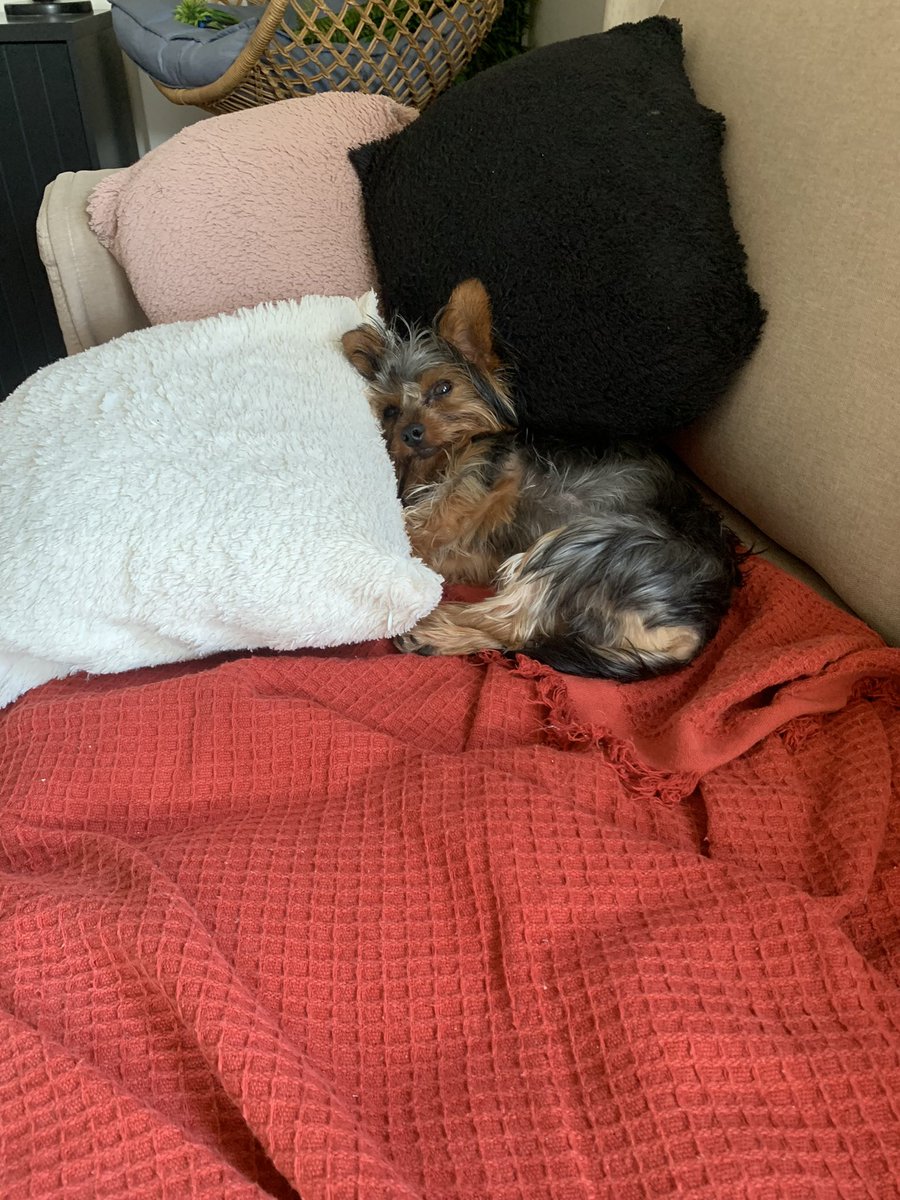 jaquelineg91's tweet photo. Você vai ser uma ótima mãe : Eu deixando o Doritos bagunçar a casa, mijar em tudo e dormir no sofá que ele bagunça sozinho só porque ele faz cara de fofinho … 

“A cara de bolado por ter me mexido do outro lado da sala e acordado ele …
#eusofro #escravadomeucachorro #troxa #rj https://t.co/BSy7I1OrPD