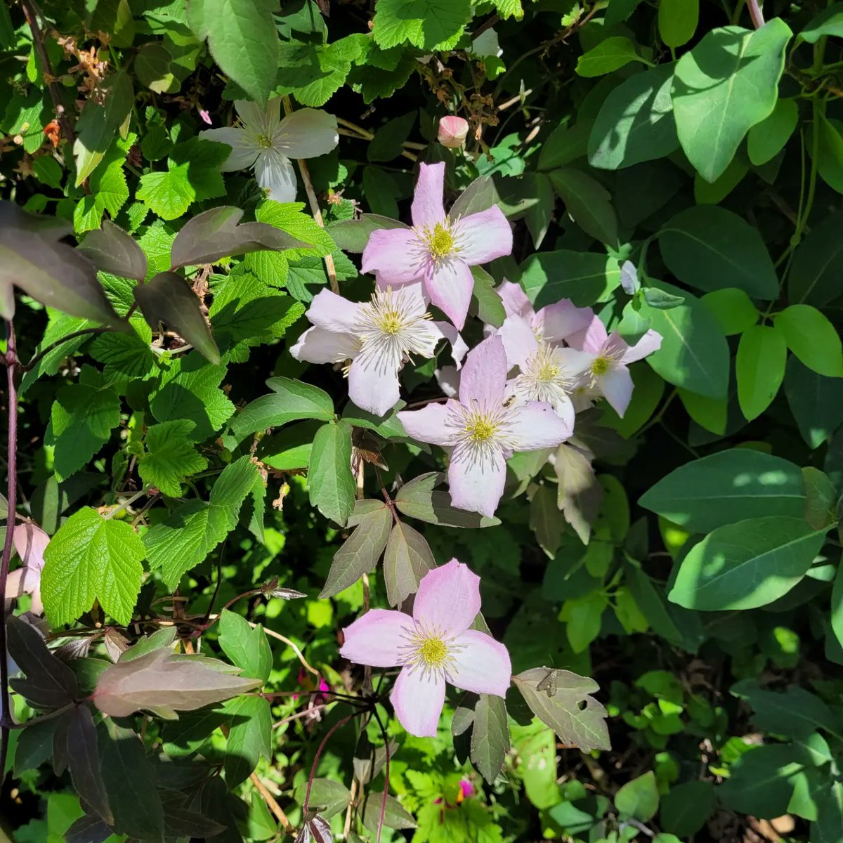 The Wellington Hotel tweet media