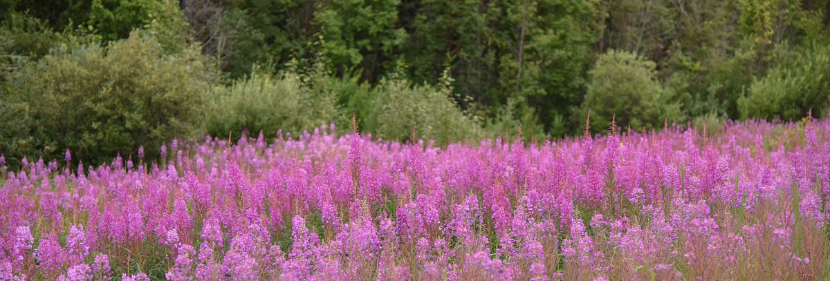 We love this! @DougTallamy is in town for Henrico County's Native Plant Festival tomorrow. Don't miss it! bit.ly/NativePlantFest #RVA #Henrico #nativeplants