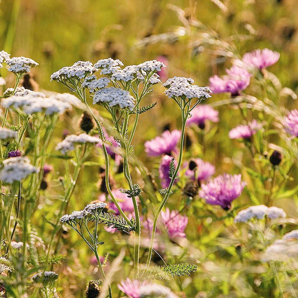 Shop our £1 seed clearance!🪴🪴🪴 We have a range of bee-friendly seeds on sale for this Bank Holiday Weekend.  All £1 seeds are best before 07/22. 
They’re selling fast so order now! bit.ly/3OHTtHQ