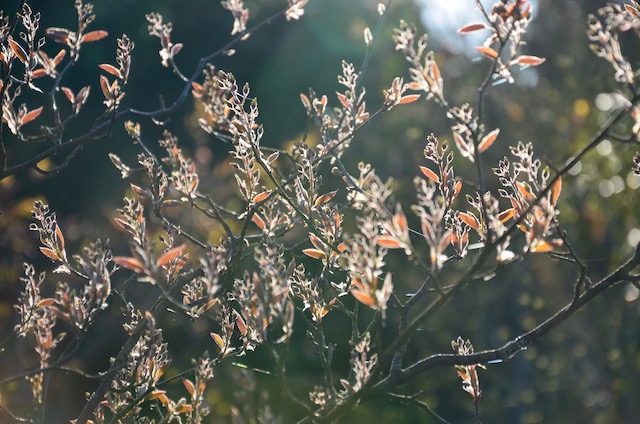Garden_Notes's tweet image. Herbstliche Rottöne im Frühlingsgarten: wildgardening.de
