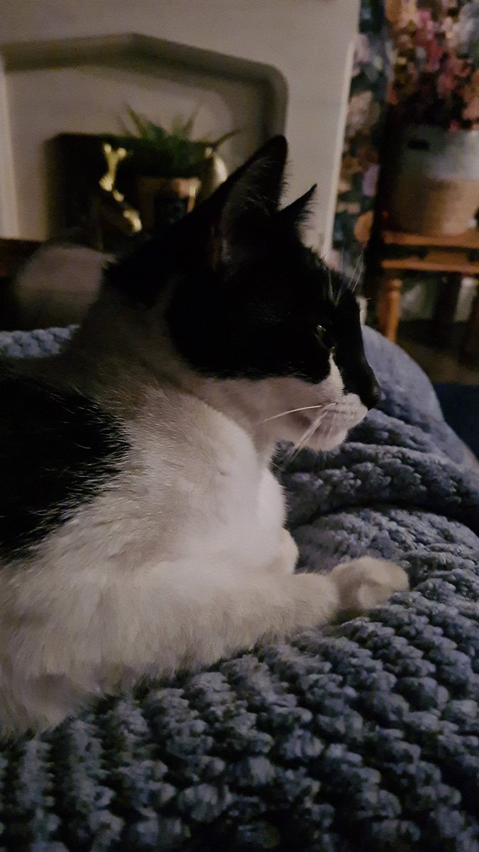 BenjiSansa's tweet photo. Sansa here 😺💞 https://t.co/f7eqqS4ciu