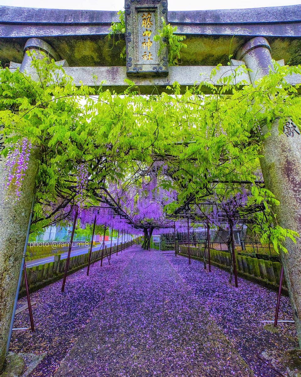 藤山神社に御礼参りに行って来ました。
神社の中に入ると相変わらず 藤の花に守られてるようなそんな気がします。