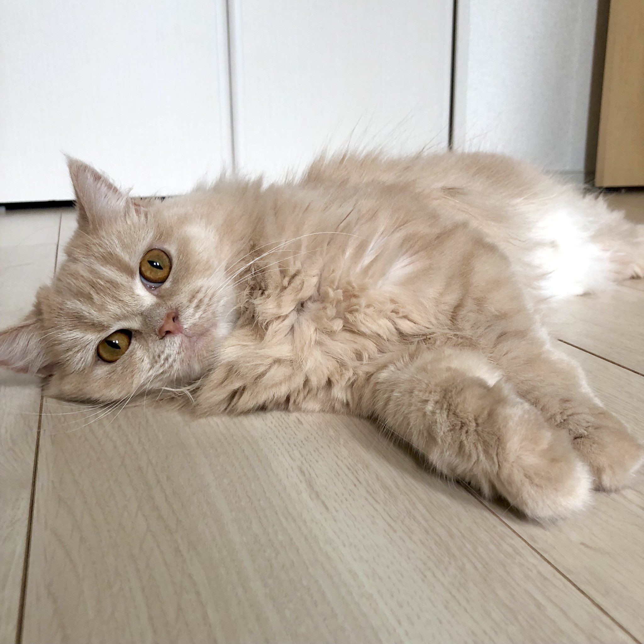 ラガマフィンのメル ごろーん 猫 Cat ラガマフィン T Co Vtt8ci4hhn Twitter