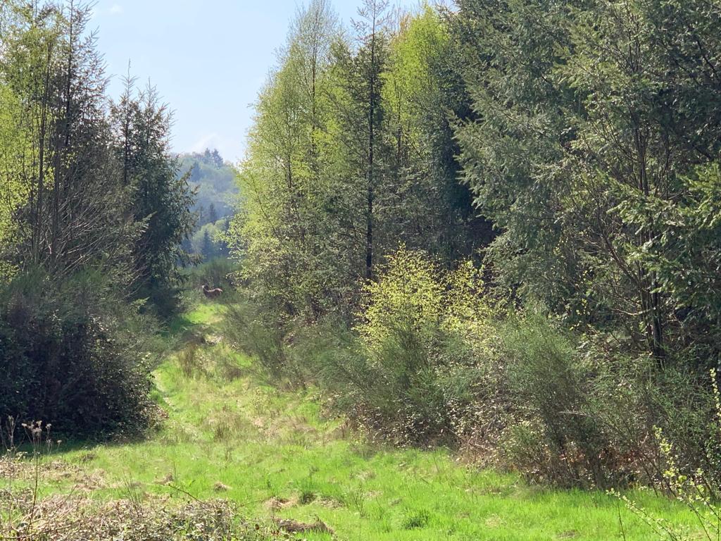 PEFCFrance's tweet image. [#RévisionStandardsPEFC] @PEFCFrance et Meriem Fournier, présidente du Forum, se sont rendus en #forêts certifiées avec des gestionnaires de territoires.

L'objectif : mettre en situation des évolutions du référentiel envisagées par les groupes de travail du Forum