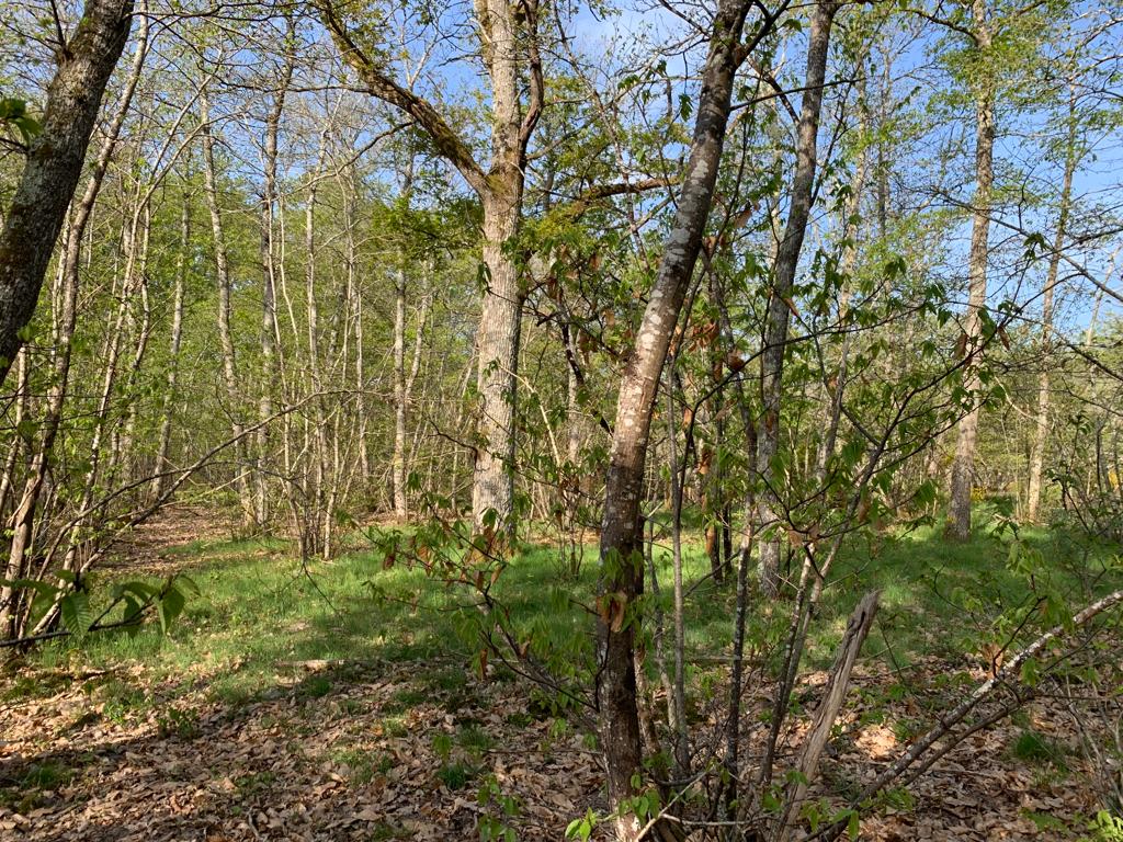 PEFCFrance's tweet image. [#RévisionStandardsPEFC] @PEFCFrance et Meriem Fournier, présidente du Forum, se sont rendus en #forêts certifiées avec des gestionnaires de territoires.

L'objectif : mettre en situation des évolutions du référentiel envisagées par les groupes de travail du Forum