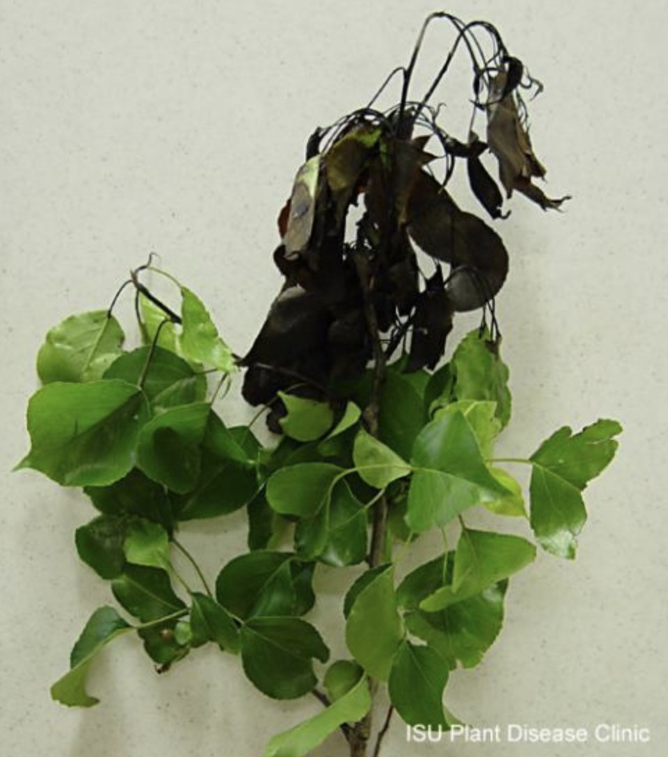 Apple fireblight
Bacterial inferno
How it burns the trees

Learn about this spring tree disease from <a href="/Linaplantdoc/">Lina Rodriguez S</a> with <a href="/ISUExtension/">ISU Extension and Outreach</a>: hortnews.extension.iastate.edu/fire-blight 

<a href="/Jgonzacu/">José González</a> @mgardener_ia <a href="/ajayhort/">ajay nair</a> <a href="/ISU_OSUApples/">Smart Apple Spraying</a> @ISU_HortNews @LauraJesseIles <a href="/isu_hort/">ISU Horticulture</a> 

Friday #phytopoetry!