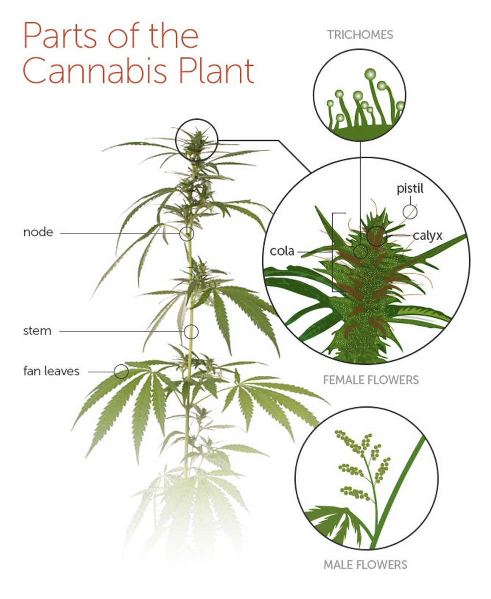 The anatomy of a cannabis plant...

#onlineheadshop #710 #weedlifestyle #pipe #waterpipe #bong #bongs #rig #dabrig #dabber #handpipe #highsociety #bongbeauties #cannabiscommunity #weedculture