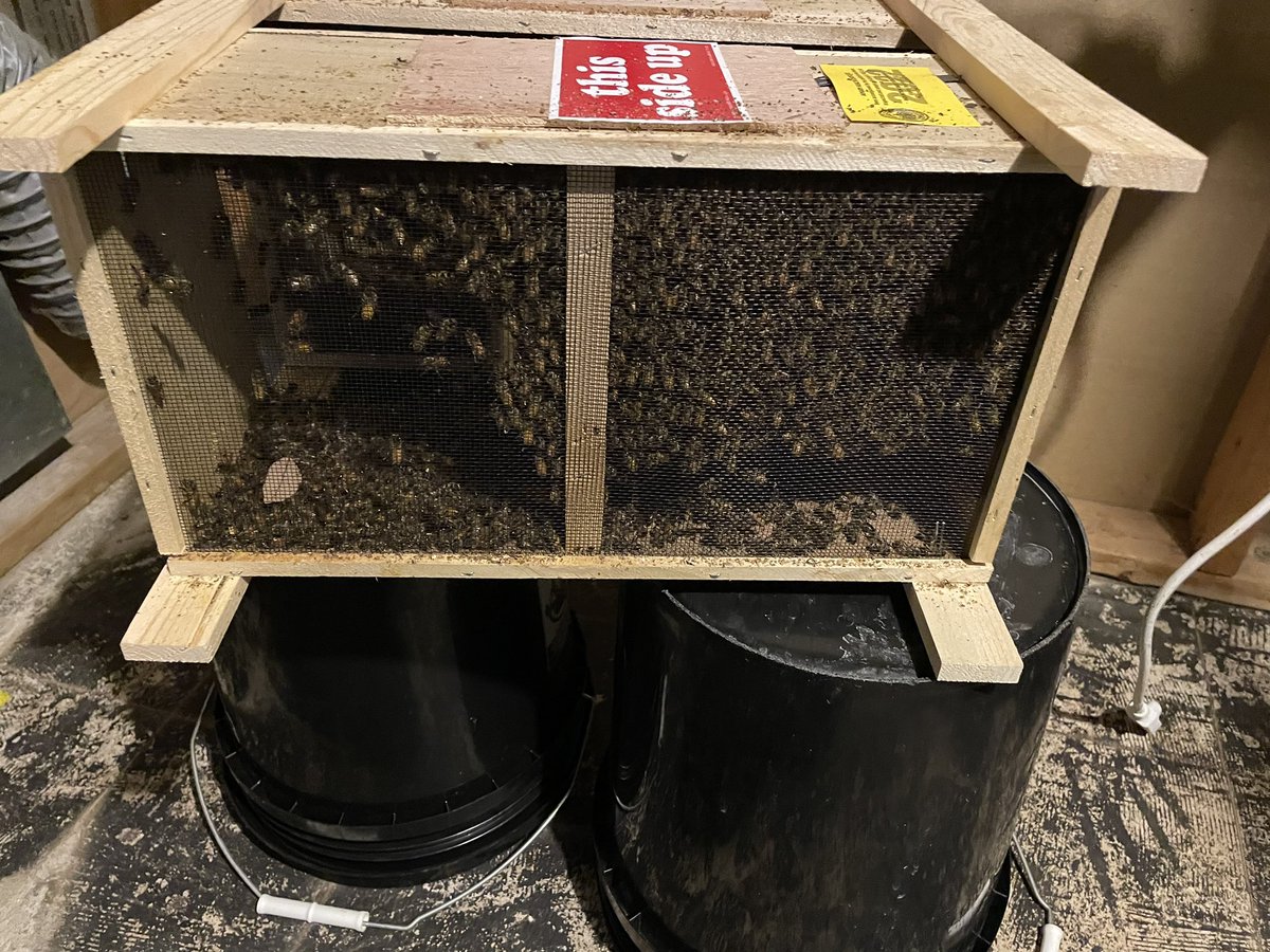BudHydroGuy's tweet photo. Installing bee packages today. Looks like they did great in shipping https://t.co/JhegsJCRkS