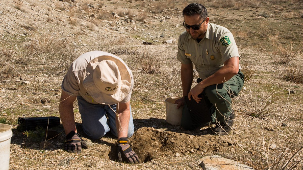forestservice's tweet photo. Today we celebrate the 150th #ArborDay &amp; the 50th anniversary of @arborday. Plant a tree in your neighborhood—urban trees contribute $73 billion in community-wide environmental benefits each year. #urbanforestry https://t.co/rITIvdoadM