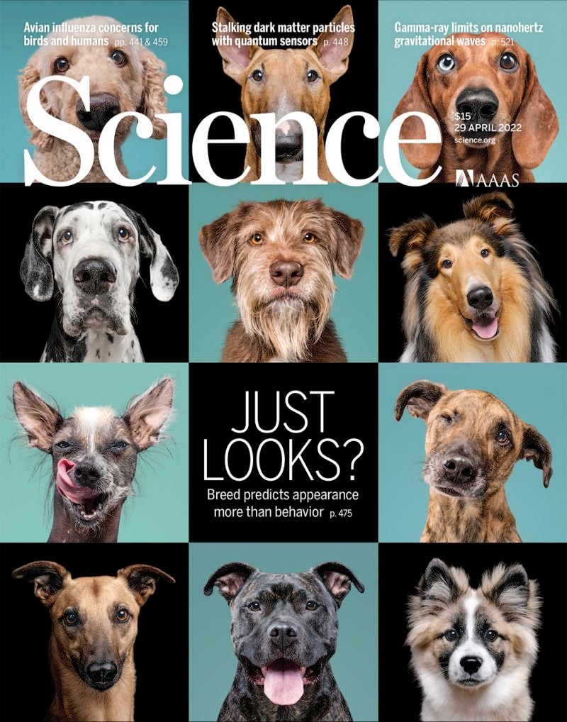 The #breed of a #dog is not especially helpful in predicting its behaviour. “Many of the breed behavioural stereotypes put forth by breeding clubs are just not supported by data.” 

nbcnews.com/science/scienc…