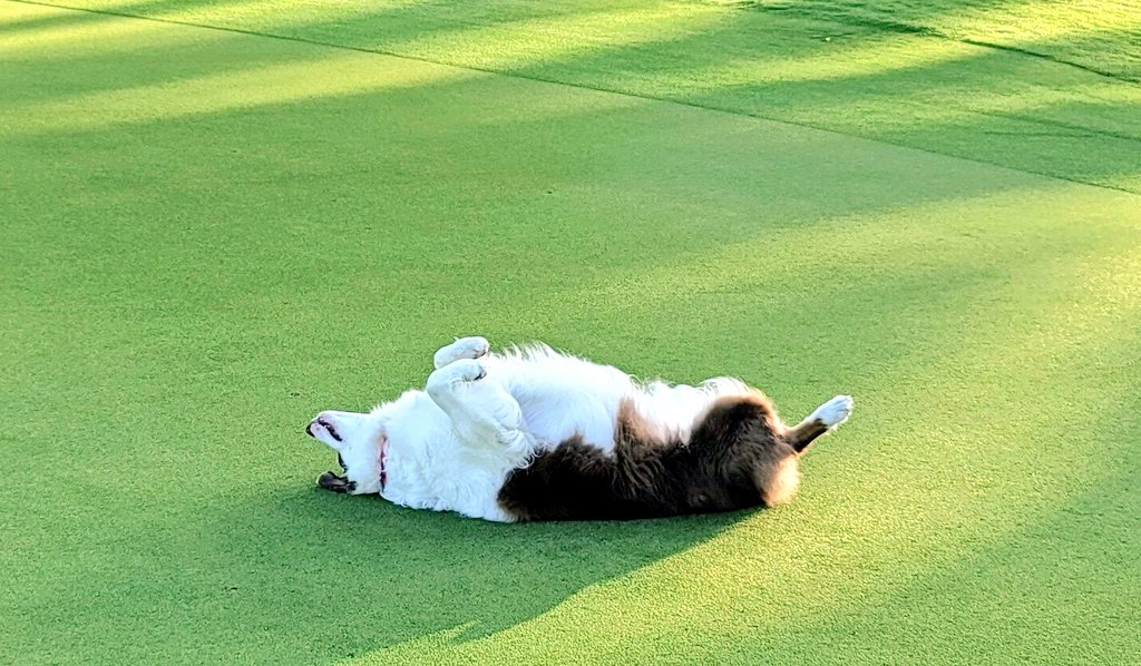 turfmonkeyboy's tweet photo. Crazy to say but spikes mean speed @LBKCR and Millie Banilly really likes how they feel on her back. Not sure what score this represents in the Millie Meter, but definitley looking forward to the Freaky Friday 15 stimp show after some sand and a roll. https://t.co/71S3tXSpCI