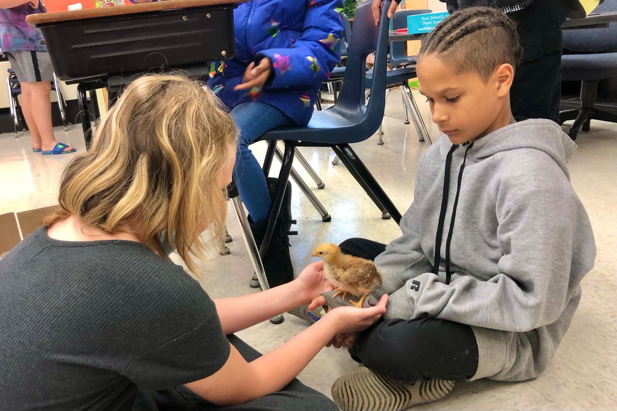 🐓 Remember that moment I thought a kid was joking when she said she had a chick, she asked me if she could bring it to school, and I said yes?  I do.  😳🤣🤣🤣 #classpetforaday #unexpectedfun <a href="/BREMustangs/">Blue Ridge CoMo</a>