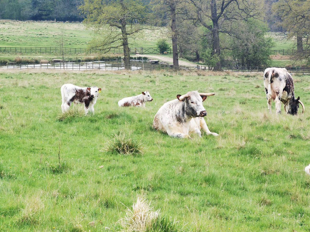BtcCountryside's tweet photo. Countryside Ranger apprentices take the lead! One of our Level 4 apprentices recently ran a guided walk for her fellow students @nationaltrust @Harrogatebc 
#BusinesswithBTC
#CountrysideTraining
#BTCApprenticeships
#BTCCountryside https://t.co/ecIbcZv1LK