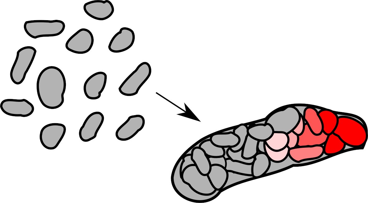 I'm advertising an exciting PhD position ideal for biologically-minded mathematicians/physicists/… and mathematically-inclined biologists. Together with Kees Weijer we are trying to understand how Dictyostelium slugs self-organize. Please RT :)

findaphd.com/phds/project/e…