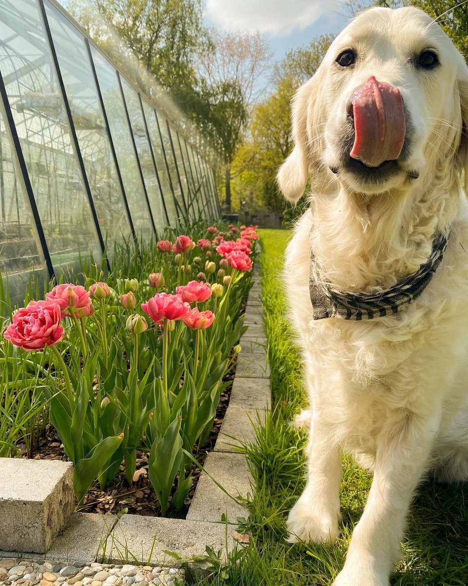 followcassandra's tweet image. It’s springtime in Holland! 🌷

#tulips #beautifulspring #grubbylogan #goldenretriever