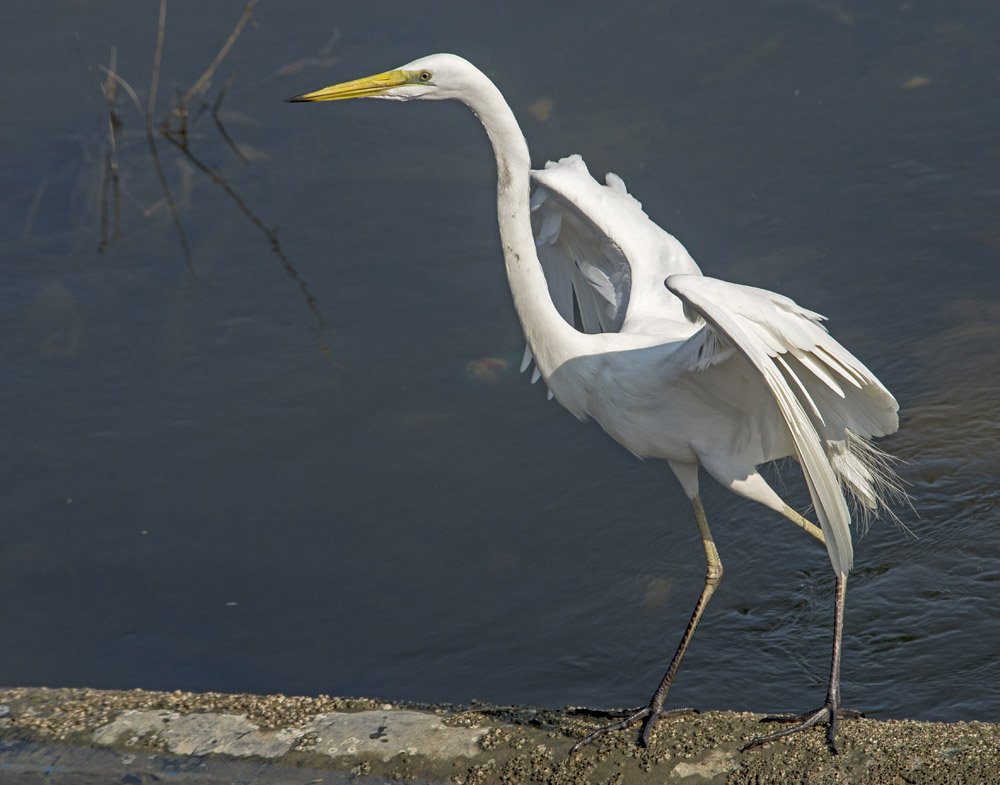 Egret of the Day. 