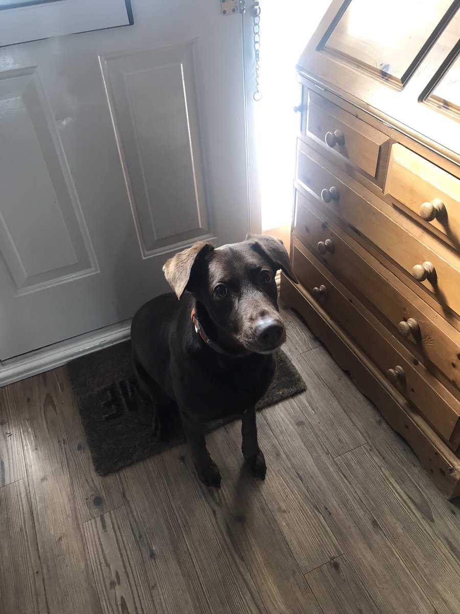 I think big hooman is taking me for a zoom!!!! #dogs #dogsoftwitter  #FridayFeeling #FridayVibes