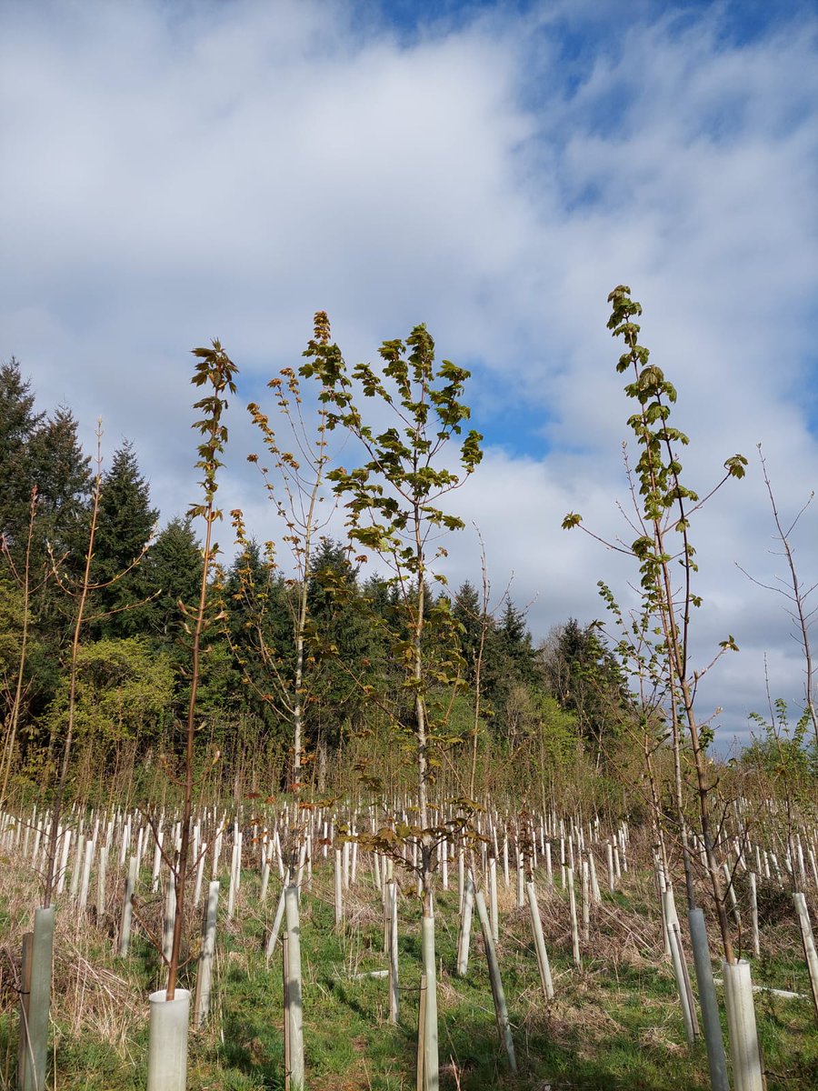 FutureTreesUK's tweet photo. There is a notion that earlier flushing trees are more likely to be damaged by late spring frosts -leaves still inside buds are safer. 
Frost damage can lead to forking, branching and bad timber form. We are assessing phenology to: https://t.co/jvKe5nJ6Ud