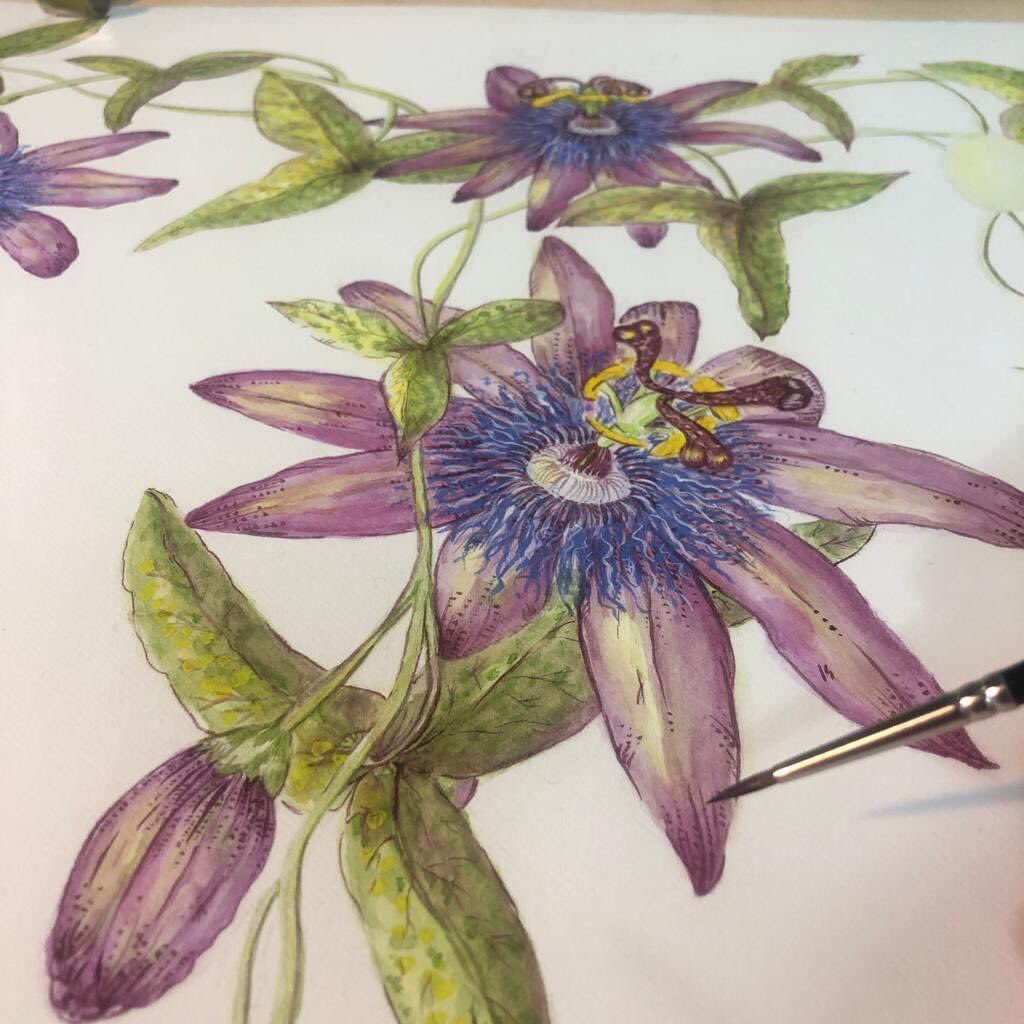 SarahHorne1's tweet image. Giant watercolour of Passiflora Amethyst Lavender Lady, is almost complete.

Another piece which will be ready for @WarwickshireOS 

#paining #artist #watercolour #flowers #botanical #botanicalart