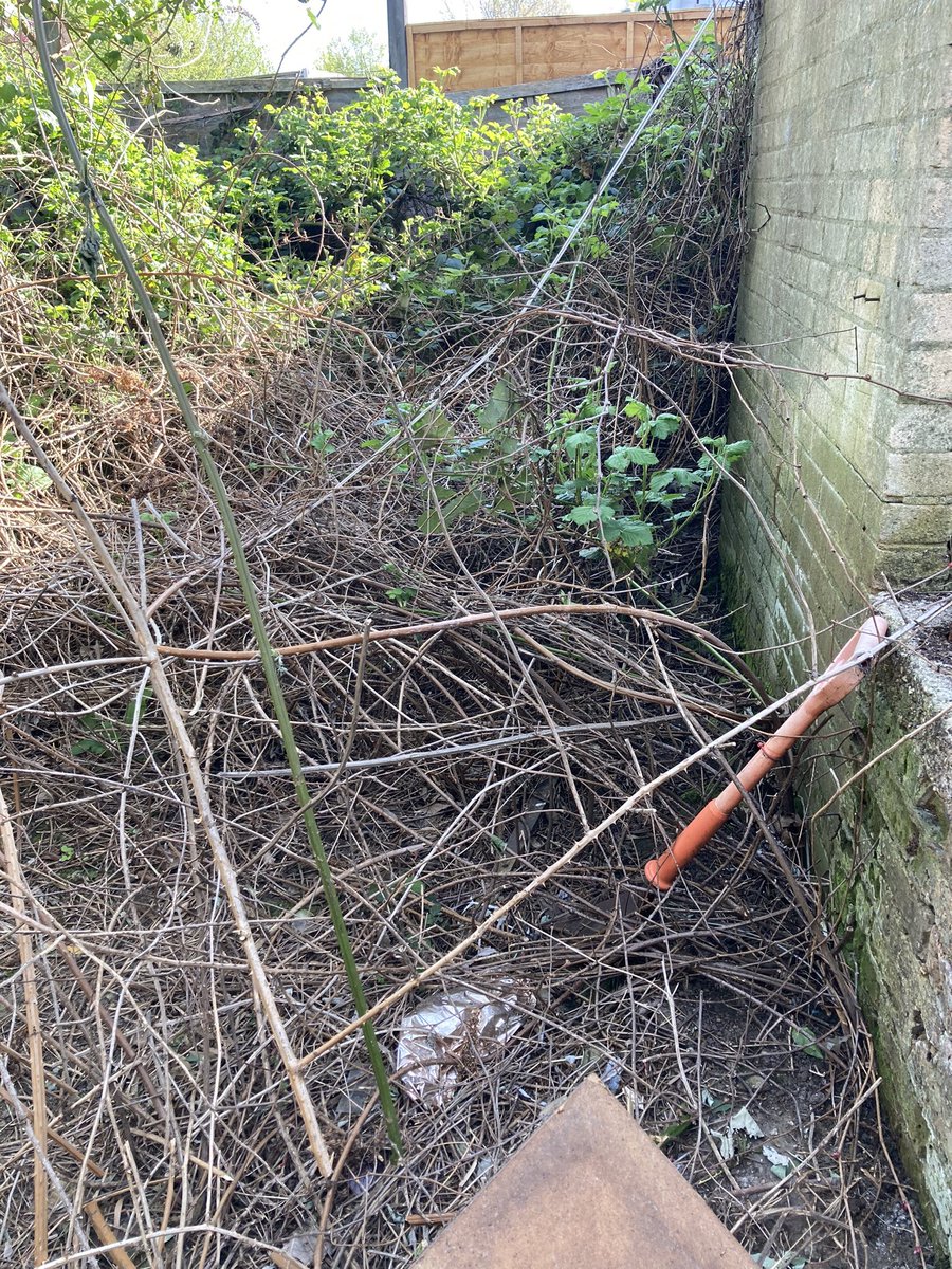 KSS_PC_Maid_TW's tweet photo. A good start made by @KSSPS_CP Maidstone team on an overgrown garden for Shepway Task Force #maidstonetaskforce @GoldingHomes #makingadifference #teamwork @KSS_Probation https://t.co/P8MOHxIUDU