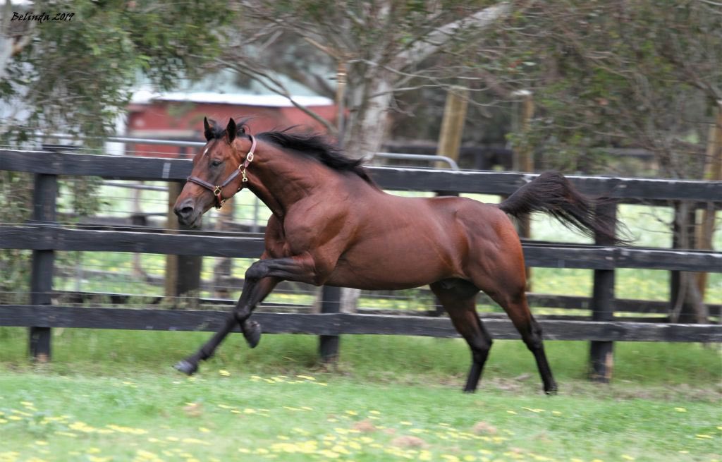 CobbittyEquine's tweet photo. It is with great sadness that we announce our resident sire Rock N Roll World has passed away overnight suffering a colic attack.
He joined us last year standing only his third season at Stud. It is a great loss for our Breeding Industry.
“World” will be dearly missed at CEF💔 https://t.co/4SZZHijTA9