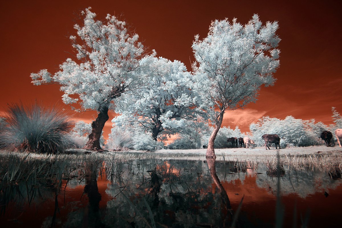 GalipCetiner's tweet photo. Gm all &amp; #infraredlovers 🙋‍♂️🧡☕
#infrared #nftphotography #infrafriday

https://t.co/Xb7dncgN7s https://t.co/lqY4caZ0ZW
