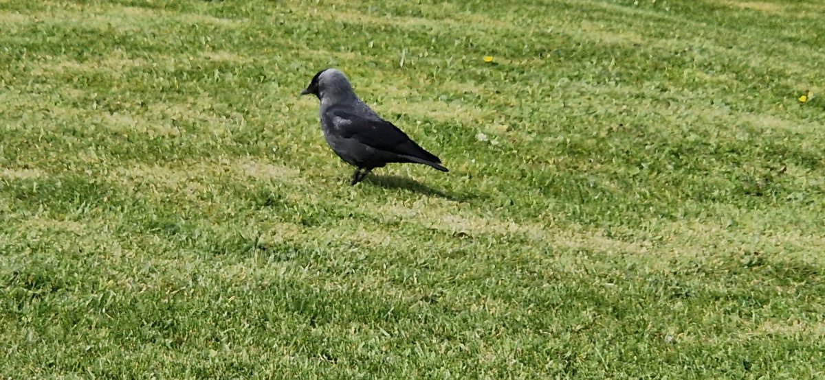 EileanIdhe's tweet photo. The nunnery; St Ronan's Bay, houses in front of Iona pier...a rook exploring #lifeoniona #scenes #islandviews #outdoors #beaches #viewstomull #happyplaces https://t.co/9z1golSNfI