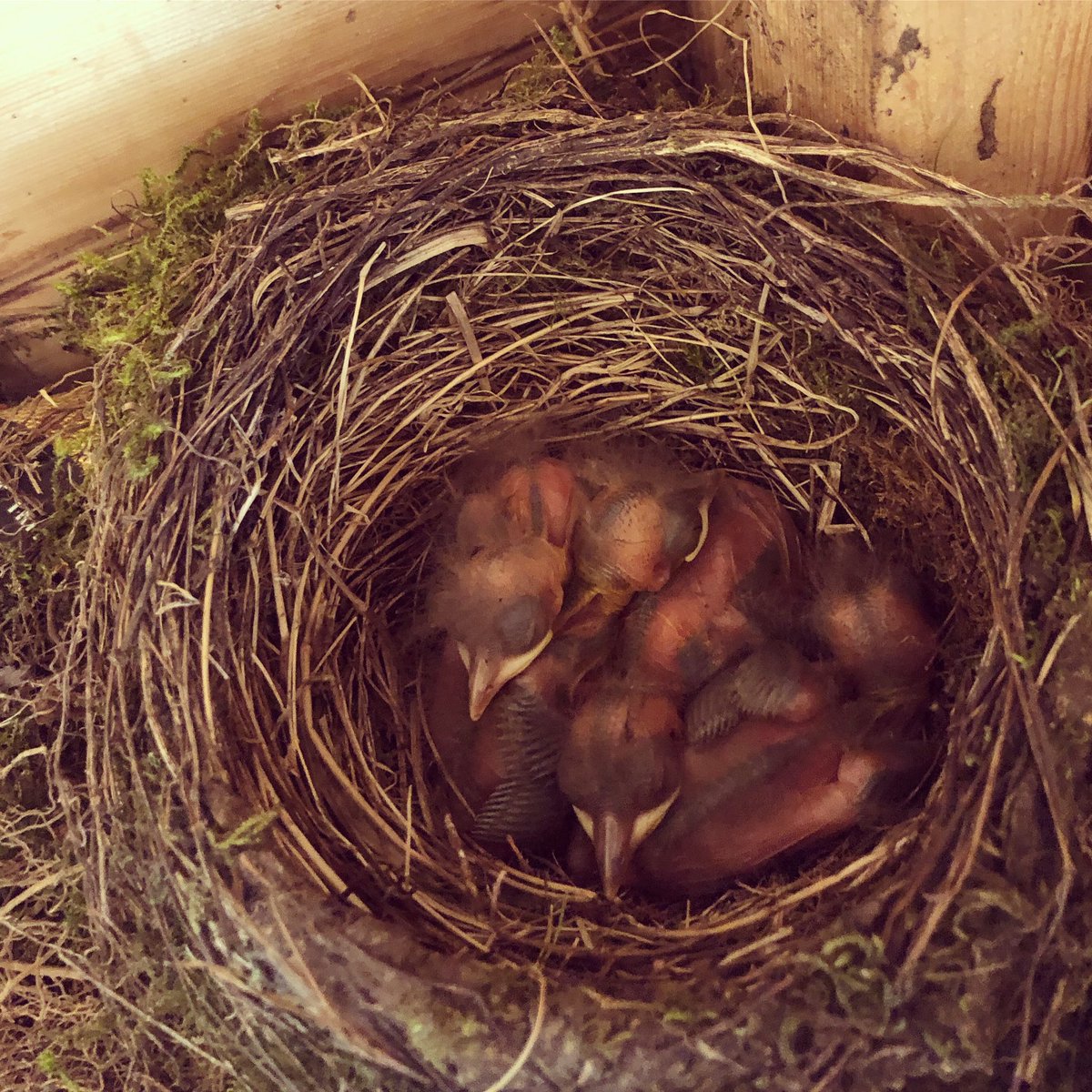 1leekane's tweet photo. Given how much bird seed I’m going through, kinda feel like I’m co-parenting these chicks 🐣 

#birds #birdwatching #homefornature #nest @RSPBNI https://t.co/E0mWx9OvUk