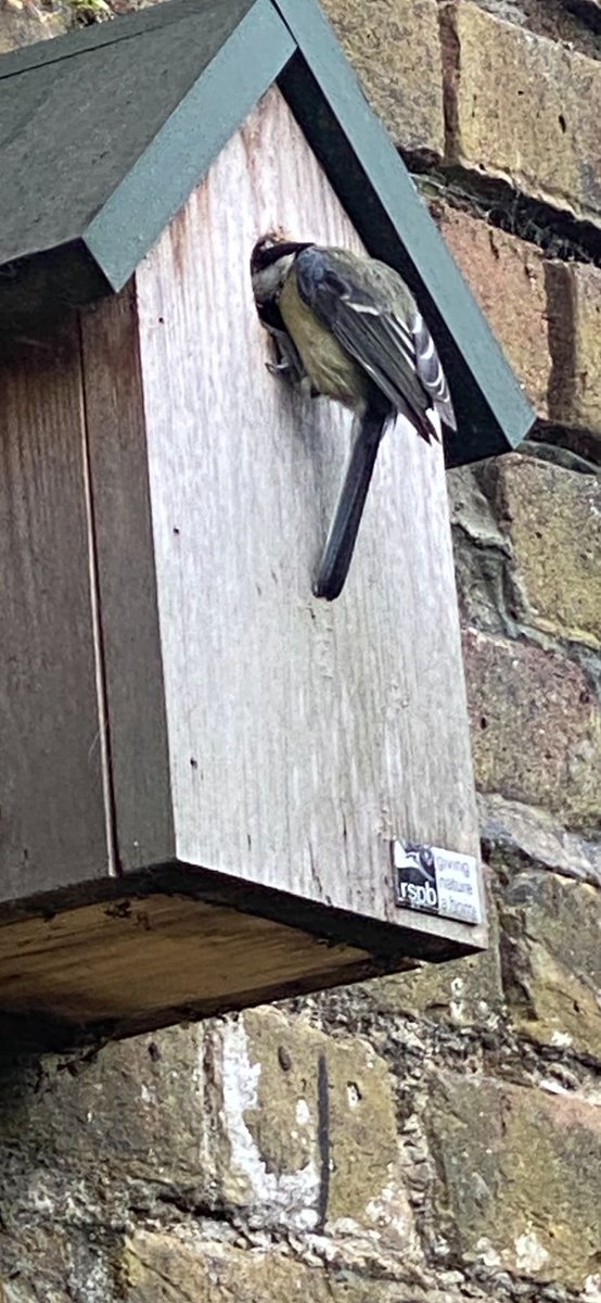We have spotted one of the parents! Can you identify this British garden bird?    🪺 <a href="/WoodhillSch/">Woodhill Primary School</a>