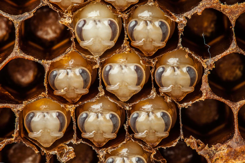 ApiaryBook's tweet photo. This photo shows pupae developing into adult bees. When 10 days old, bees secrete wax, which they then use to build a honeycomb in perfect hexagons. Why the hexagon? It provides the most amount of space using the least amount of wax.
Credits: Anand Varma, @NatGeo Image Collection https://t.co/VFFlBbqEv2