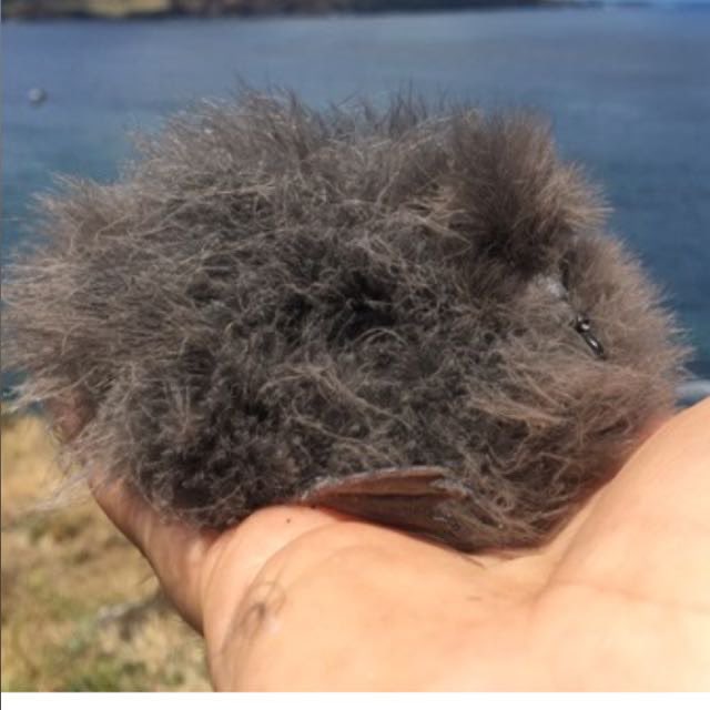 Delighted to present an in person talk at our #OnEAwayDay22 sharing some breeding biology updates from my #PhD  #IsletStormies  <a href="/OnE_CardiffUni/">OnE_Cardiff</a> <a href="/CUStormies/">Cardiff University Team Stormies</a>