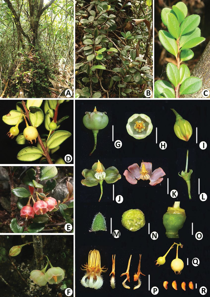 PhytoKeys's tweet photo. #Vaccinium bangliangense, a #newspecies from #limestone areas in Guangxi, China, is described and illustrated: https://t.co/6JLIgpyZBK

#flora #plants #botany https://t.co/ZatxdhF5Vo