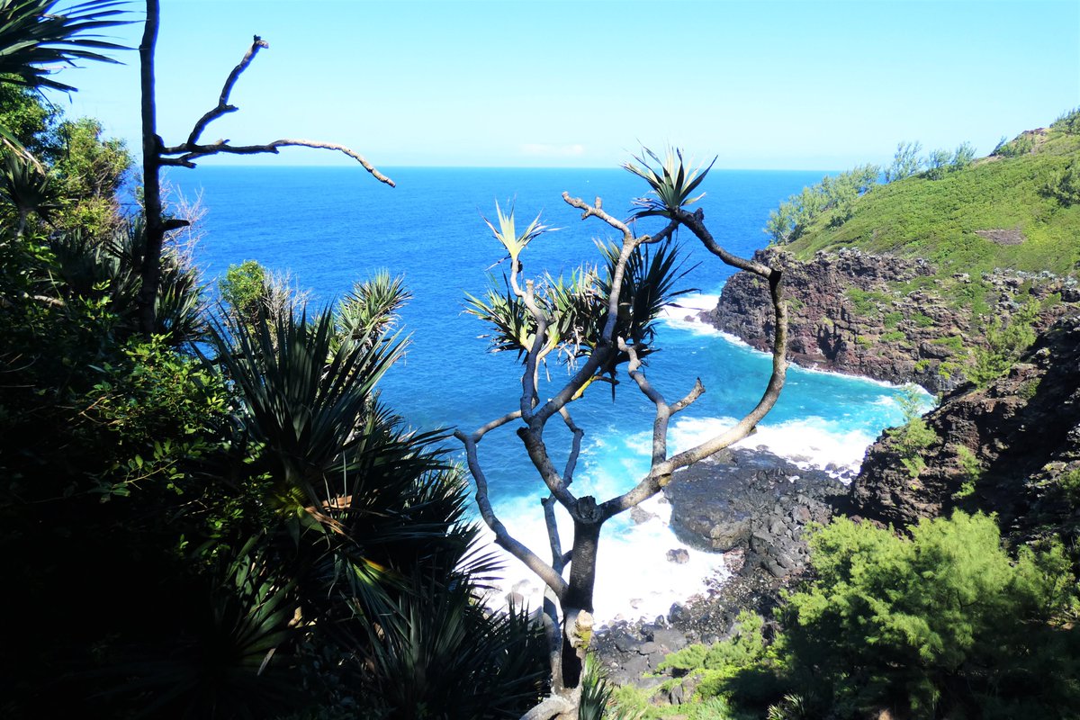 ProjetCREME's tweet image. Une mission #scientifique de #recherche des populations sauvages de #geckos verts de Manapany et d’#oiseaux marins dans des milieux très difficiles d’accès du Sud Sauvage a été réalisée avec succès en collaboration avec le #laboratoire @UMREntropie  de l'@Univ_Reunion !🦎🐦