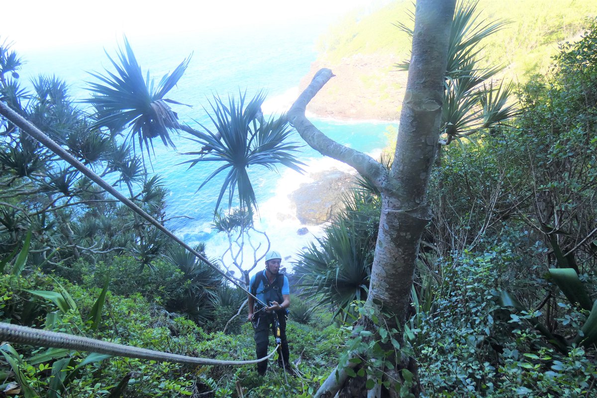 ProjetCREME's tweet image. Une mission #scientifique de #recherche des populations sauvages de #geckos verts de Manapany et d’#oiseaux marins dans des milieux très difficiles d’accès du Sud Sauvage a été réalisée avec succès en collaboration avec le #laboratoire @UMREntropie  de l'@Univ_Reunion !🦎🐦